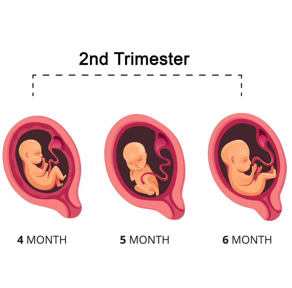 2nd trimester e1697621864358