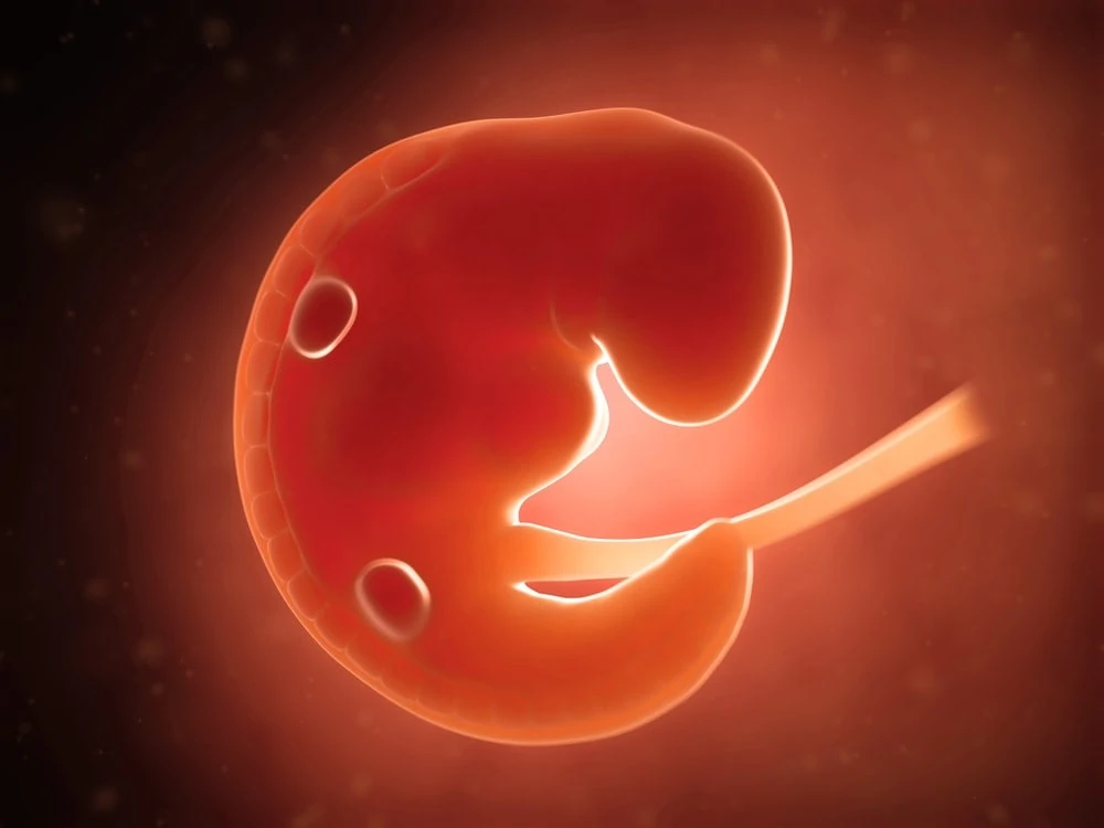 First trimester embryo